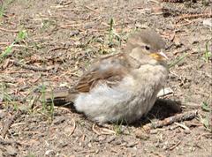 Passer domesticus