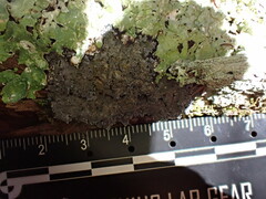 Pannaria conoplea image