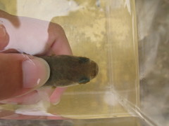 Planiliza macrolepis