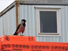 Corvus cornix