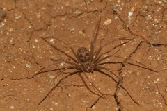 Loxosceles simillima