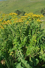 Jacobaea othonnae