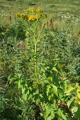 Jacobaea othonnae