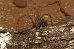 Loxosceles simillima