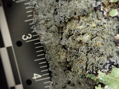 Pannaria conoplea image