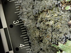 Pannaria conoplea image