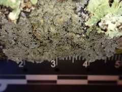 Pannaria conoplea image