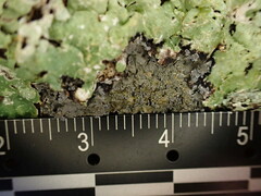 Pannaria conoplea image