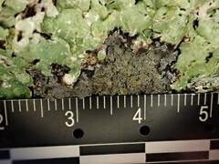 Pannaria conoplea image