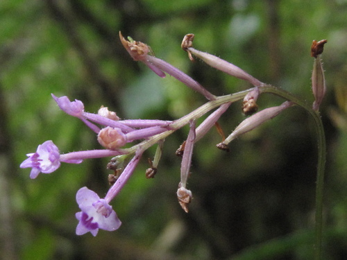 Cynorkis ridleyi