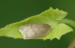 Scythropiodes