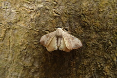 Bombycidae