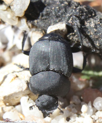 Boreocanthon simplex