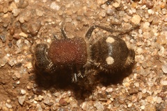 Trogaspidia