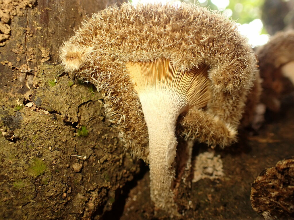 Lentinus berteroi · July 2023 · photo: © agujaceratops (iNaturalist, cc0)