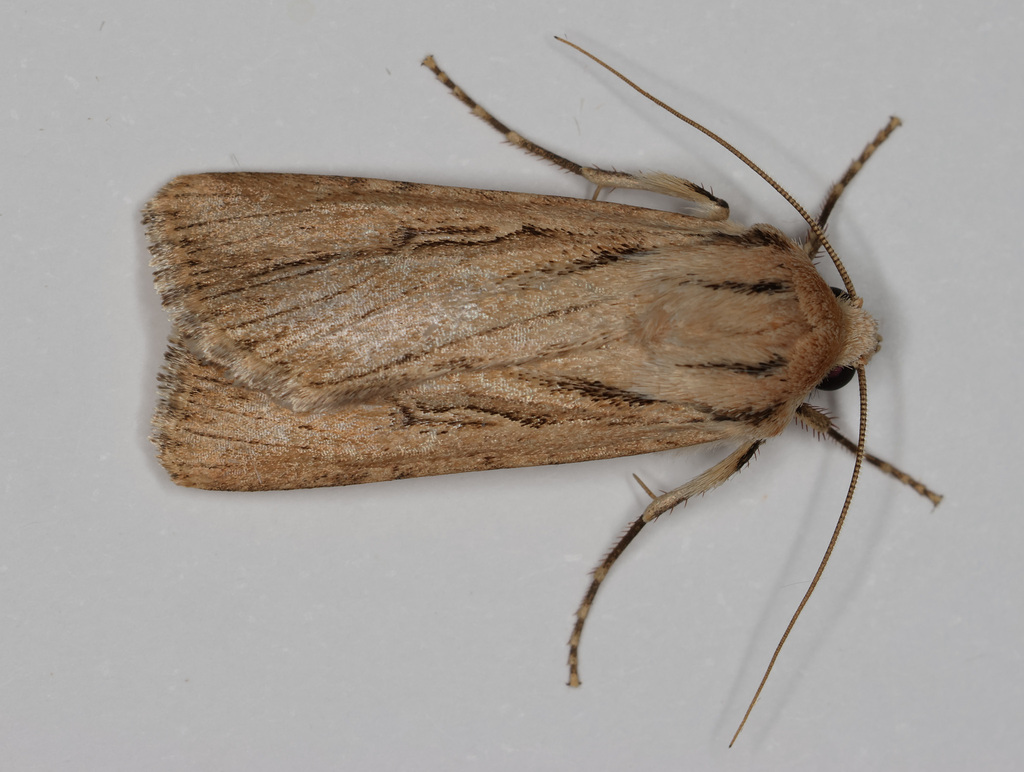 Protogygia rufescens