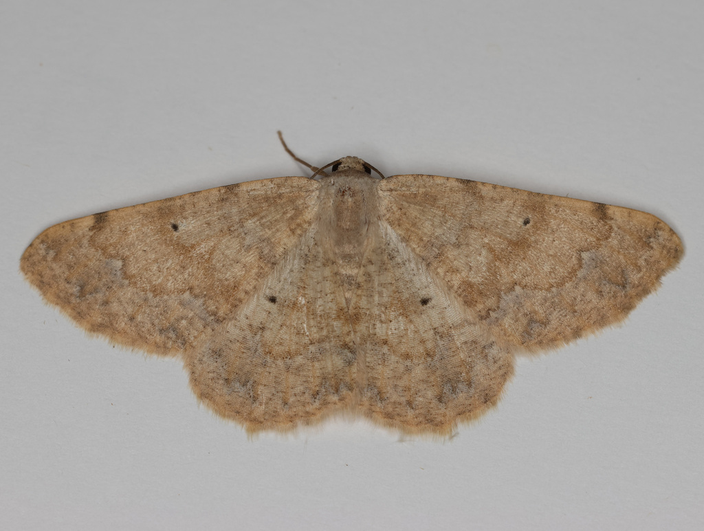 Stergamataea delicatum