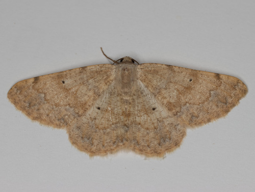 Stergamataea delicatum