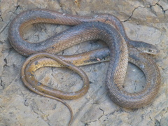 Psammophis mossambicus