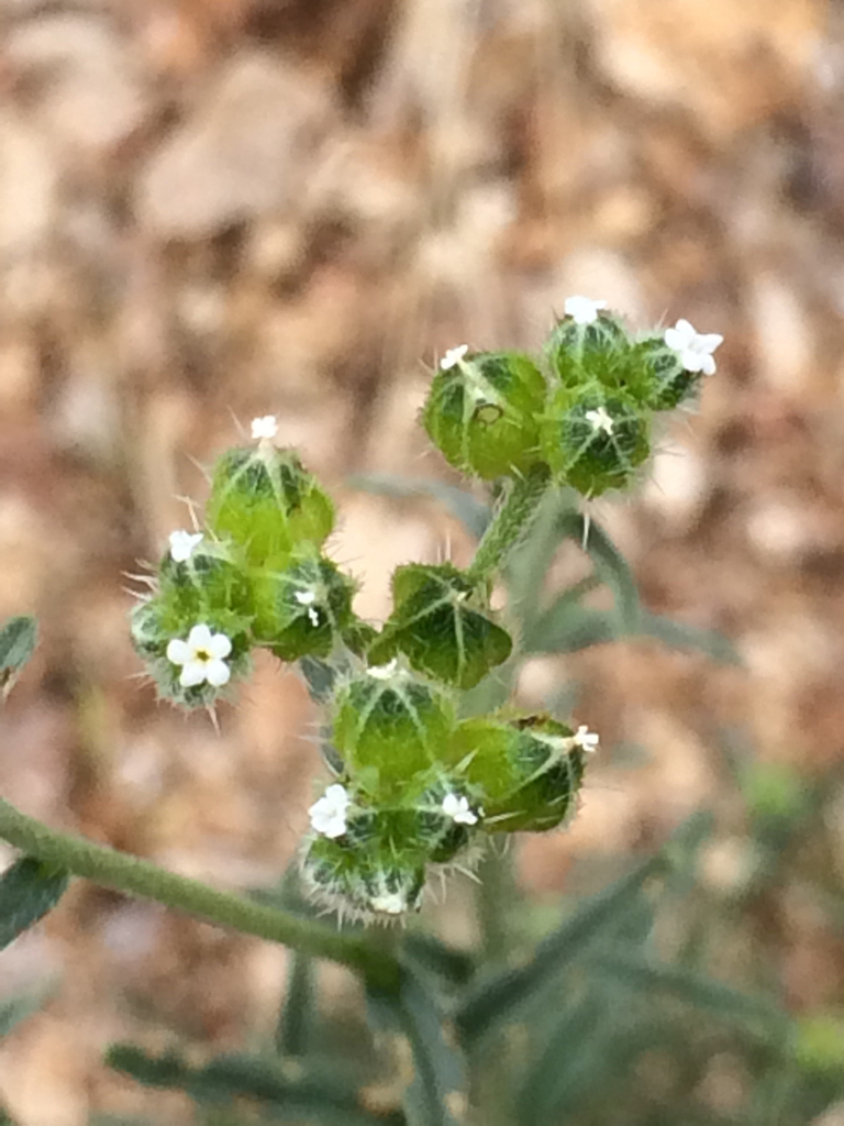 Tucson cryptantha