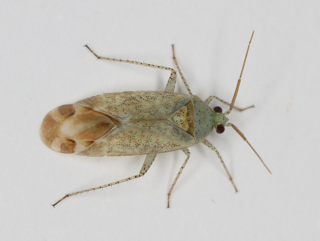 Oncotylus guttulatus