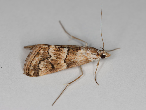 Noctueliopsis puertalis