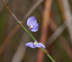 Comesperma defoliatum