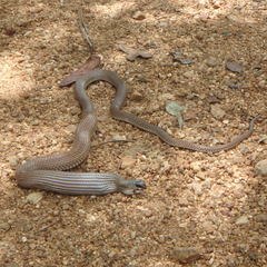 Rufous Beaked Snake photo 3