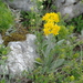 Tephroseris integrifolia jailicola - Photo (c) Дмитрий Епихин, μερικά δικαιώματα διατηρούνται (CC BY-NC), uploaded by Дмитрий Епихин