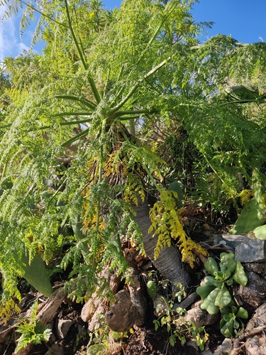 Daucus edulis