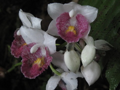 Calanthe pulchra image