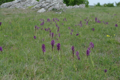 Anacamptis morio caucasica
