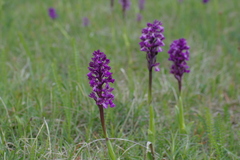 Anacamptis morio caucasica