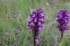 Anacamptis morio caucasica