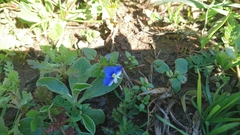Veronica syriaca