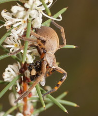 Neosparassus patellatus