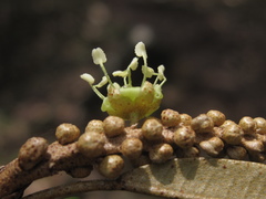 Croton argyrodaphne image
