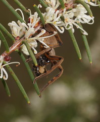 Neosparassus patellatus