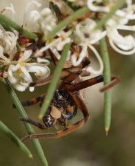 Neosparassus patellatus