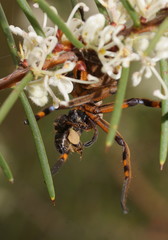 Neosparassus patellatus