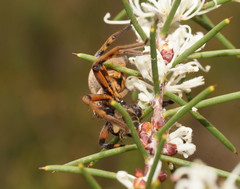 Neosparassus patellatus