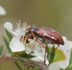 Aoplocnemis