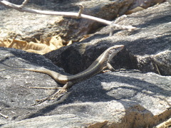 Matobosaurus validus