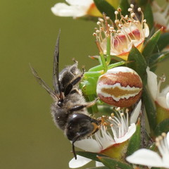 Australomisidia rosea