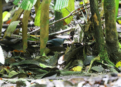 Ptilorrhoa caerulescens