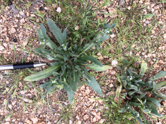 Plagiobothrys arizonicus