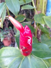 Costus woodsonii