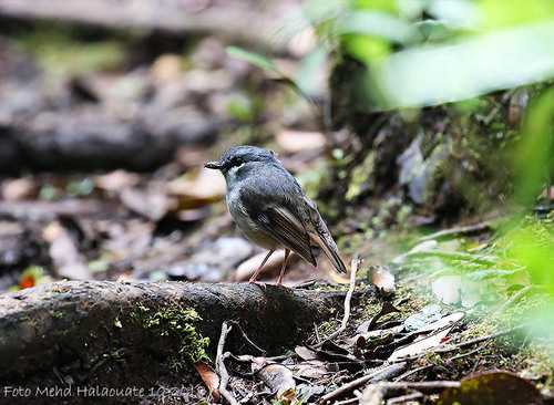 Heteromyias albispecularis observed 2018-11-20