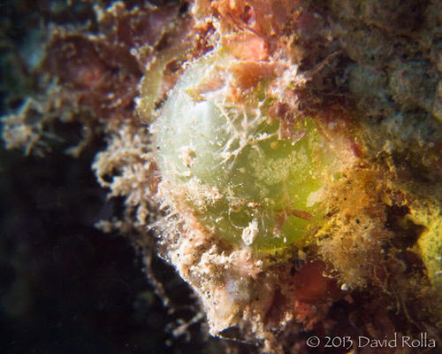 Valonia ventricosa observed 2013-04-21