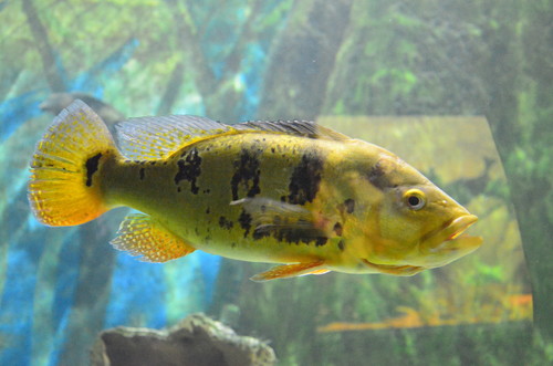 Butterfly Peacock Bass